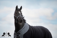 CS Horse and Design Glitter Fleece Deken &ndash; Grijs